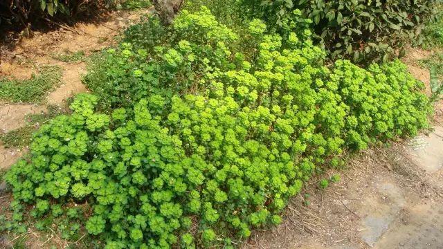 26种阔叶杂草（83张高清图来了）