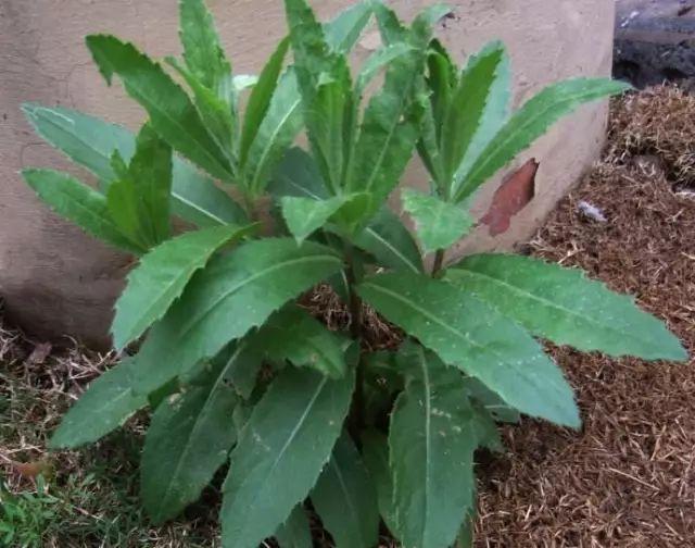 26种阔叶杂草（83张高清图来了）