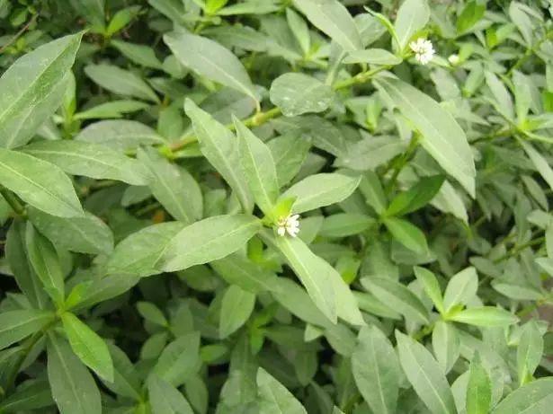 26种阔叶杂草（83张高清图来了）