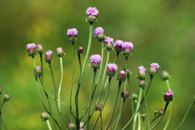 26种阔叶杂草（83张高清图来了）