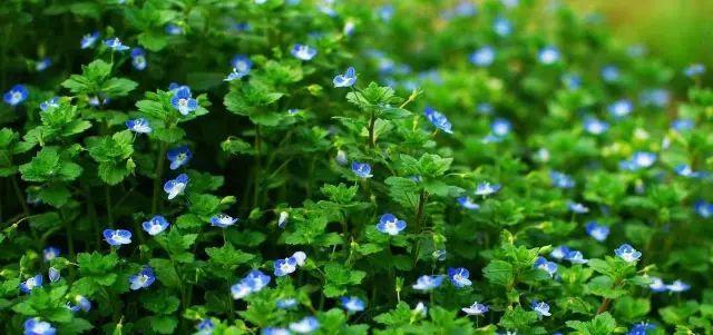 26种阔叶杂草（83张高清图来了）