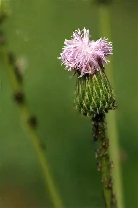 26种阔叶杂草（83张高清图来了）