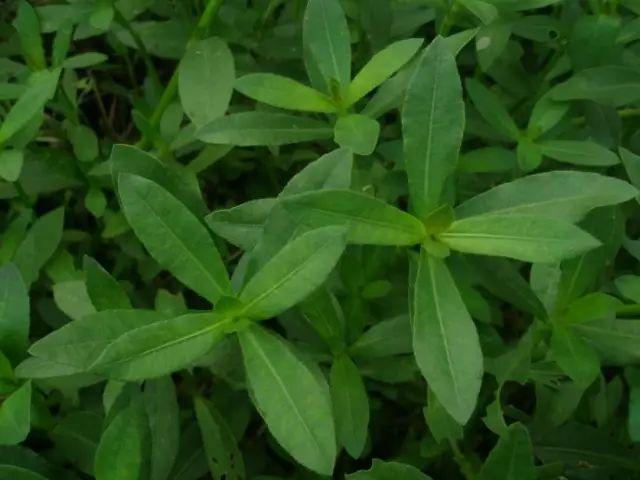 26种阔叶杂草（83张高清图来了）