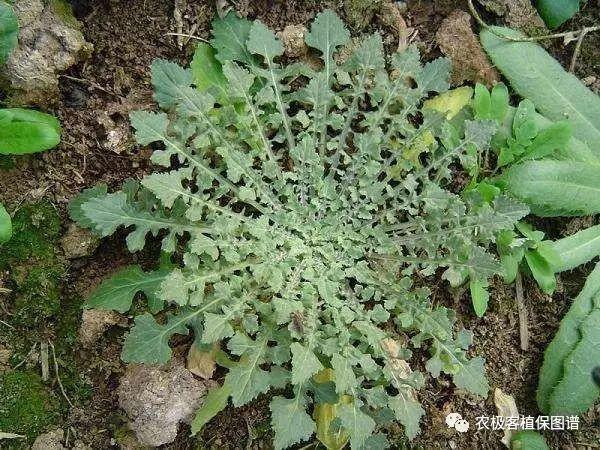 26种阔叶杂草（83张高清图来了）