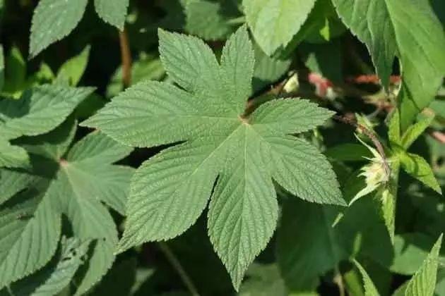 26种阔叶杂草（83张高清图来了）