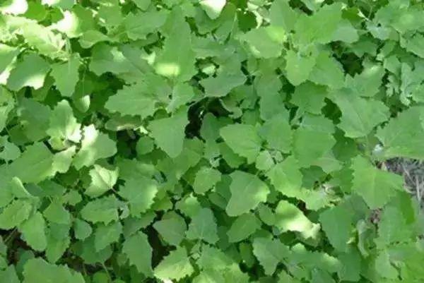 26种阔叶杂草（83张高清图来了）