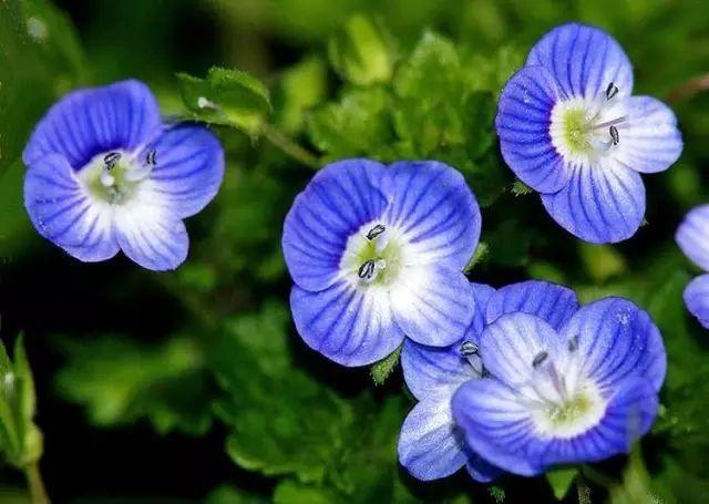 26种阔叶杂草（83张高清图来了）