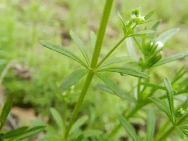 26种阔叶杂草（83张高清图来了）