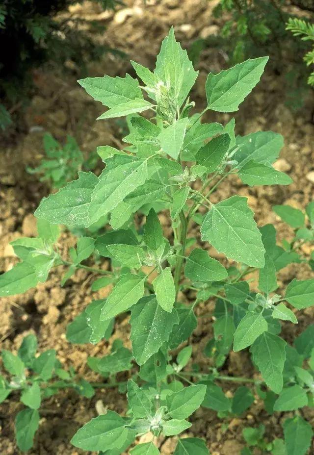 26种阔叶杂草（83张高清图来了）