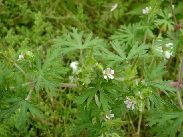 26种阔叶杂草（83张高清图来了）