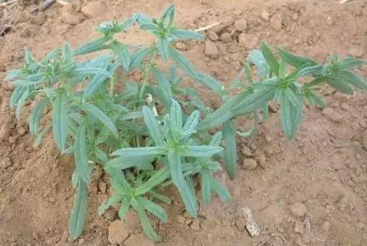 26种阔叶杂草（83张高清图来了）