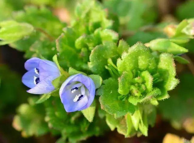 26种阔叶杂草（83张高清图来了）