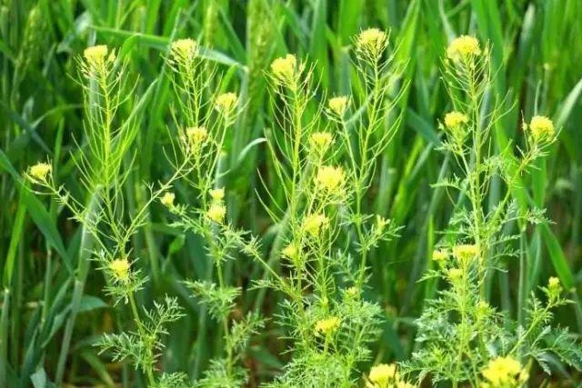 26种阔叶杂草（83张高清图来了）