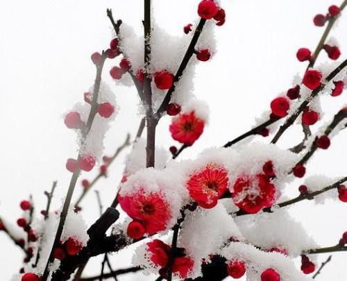 宝剑锋从磨砺出 梅花香自苦寒来的意思,宝剑锋从磨砺出梅花香自苦寒来的意思是什么图1
