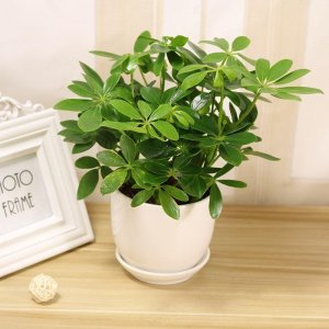 ​七叶莲的养殖方法及注意事项