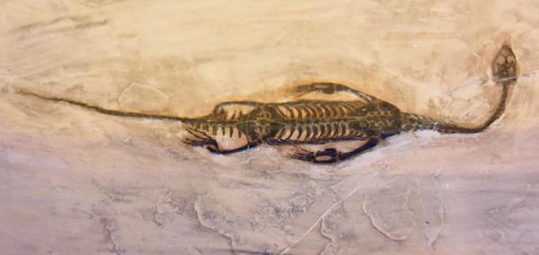 惊人发现！贵州发掘出比侏罗纪时期还早的贵州龙！