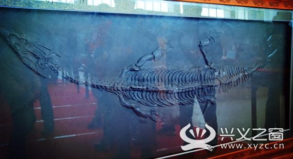 惊人发现！贵州发掘出比侏罗纪时期还早的贵州龙！