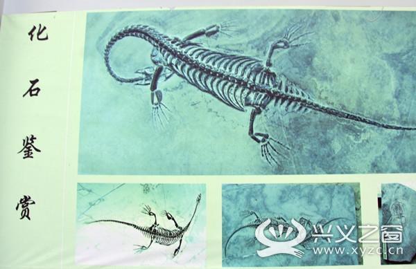 惊人发现！贵州发掘出比侏罗纪时期还早的贵州龙！