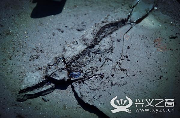 惊人发现！贵州发掘出比侏罗纪时期还早的贵州龙！