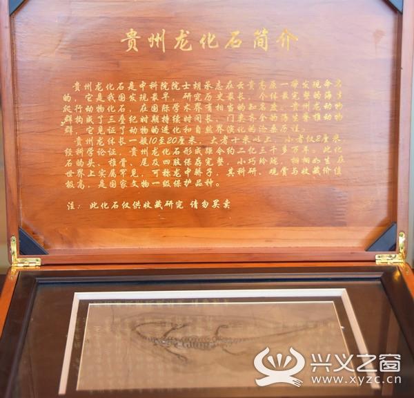 惊人发现！贵州发掘出比侏罗纪时期还早的贵州龙！