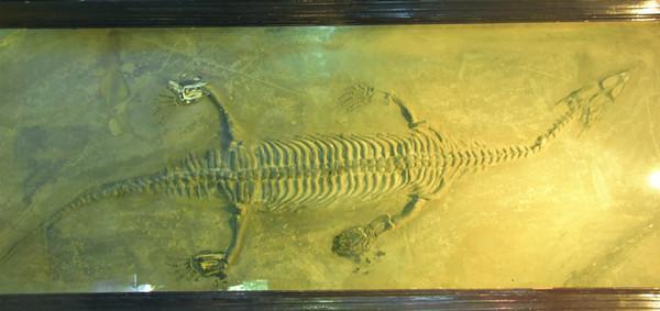 惊人发现！贵州发掘出比侏罗纪时期还早的贵州龙！