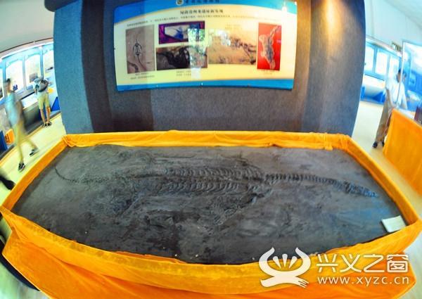 惊人发现！贵州发掘出比侏罗纪时期还早的贵州龙！