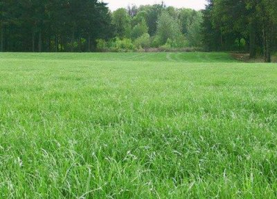 ​黑麦草品种介绍和特点
