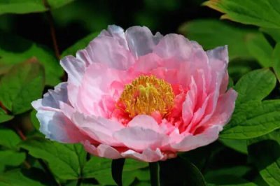 ​中国传统十大名花有哪些，牡丹被誉为“花中之王”