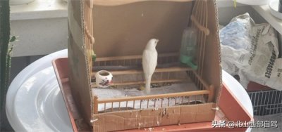 ​十分罕见的白麻雀