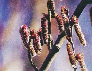 ​小森森带您识植物之新疆杨