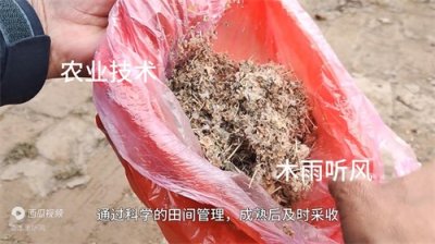 ​种菜的四个基本步骤是什么？