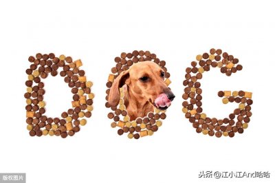 ​为什么一到夏天狗狗就不爱吃饭？这样做，狗狗很快恢复食欲