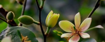 ​含笑花是什么花，该怎么养护?