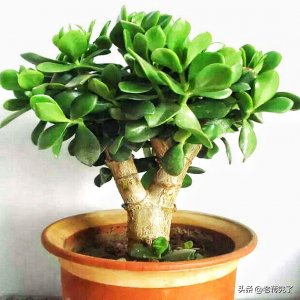 ​多肉植物“燕子掌”这样养，叶片碧绿厚实，树型也更美