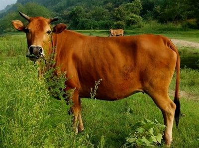 ​肉牛喜欢吃什么食物，牛的饲料配方大全