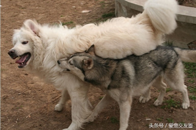 工作犬 高雅雄伟的大白熊犬你值得拥有