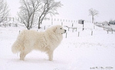 工作犬 高雅雄伟的大白熊犬你值得拥有
