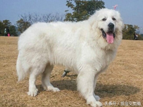 工作犬 高雅雄伟的大白熊犬你值得拥有