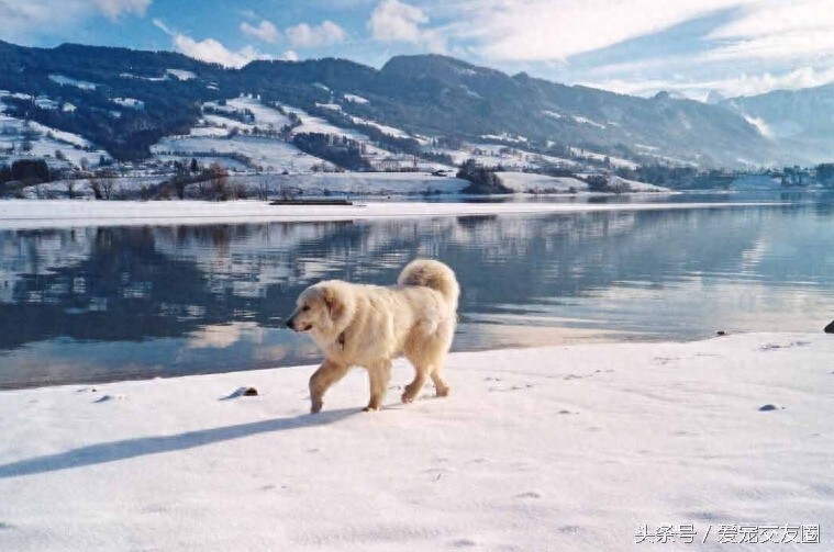 工作犬 高雅雄伟的大白熊犬你值得拥有