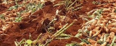 ​雪莲果什么时候成熟