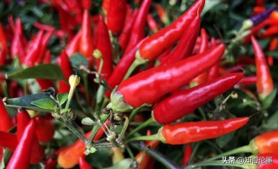 ​在农村，种植什么农作物“成本低、利润高”？这几个品种供你参考