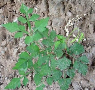 白蔹是一种什么样的植物