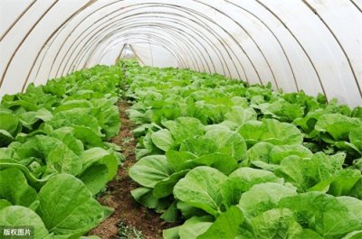 ​什么是无公害蔬菜？无公害蔬菜栽培的关键是什么？