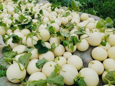 ​早熟甜瓜栽培技术-镇甜二号白富美