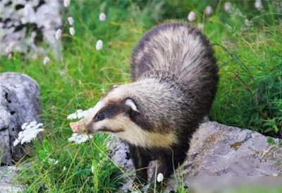 ​农田里的“害兽”，如今身价上千，谁能想到的转变？