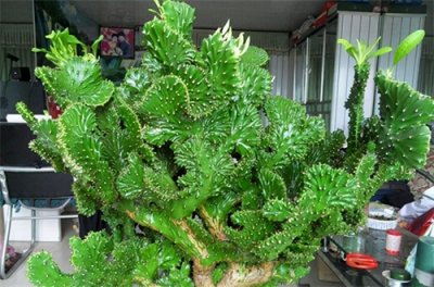 ​10种有毒的多肉！好养却有毒，大部分人都养过，知道不吃亏