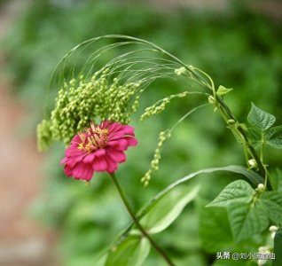 ​“稻梁菽麦黍稷，此六谷人所食”指的是什么意思？怎么解释