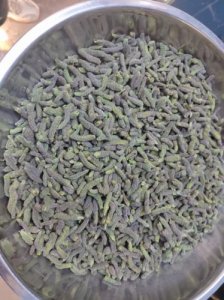 ​构树穗的功效与作用禁忌是什么？构树穗的功效与作用