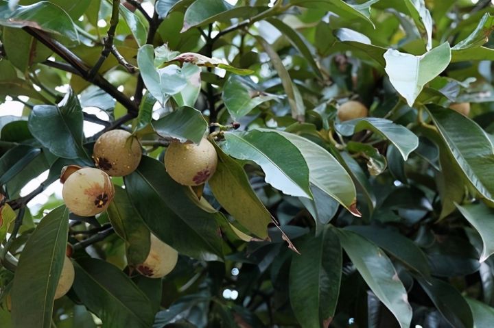 莽吉柿有什么功效（香甜柔和的味道与榴莲并称夫妻果）
