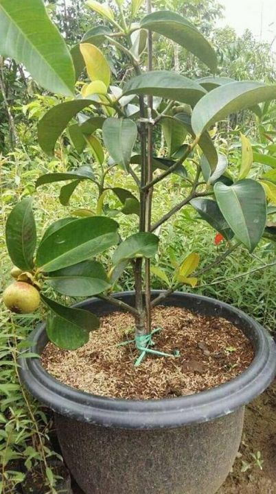 莽吉柿有什么功效（香甜柔和的味道与榴莲并称夫妻果）